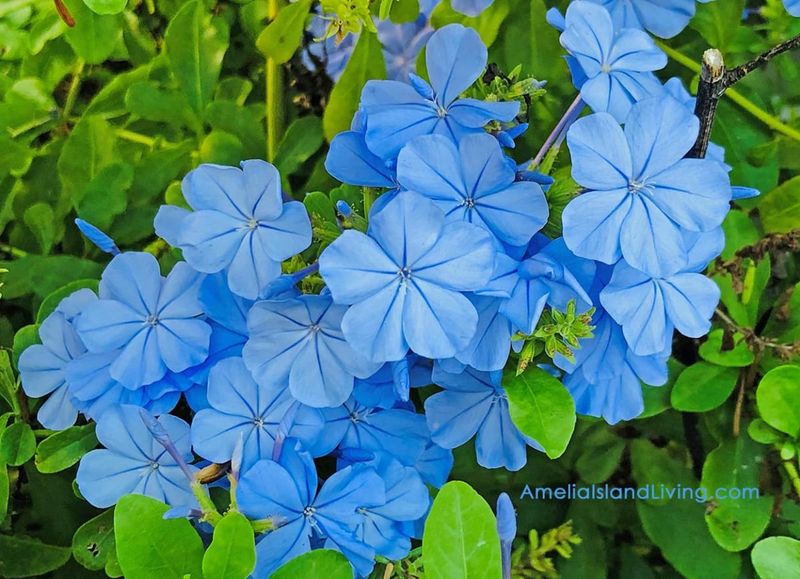 Plumbago