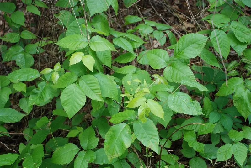 Poison Ivy