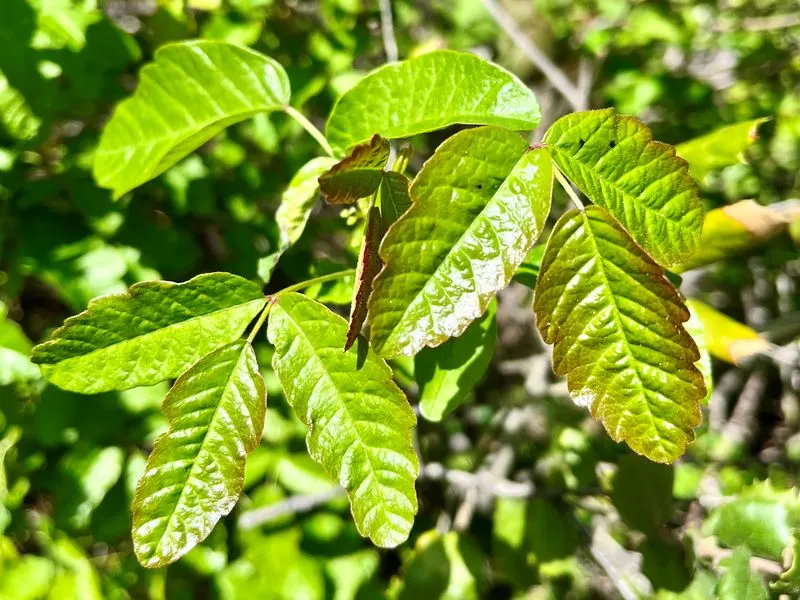 Poison Oak