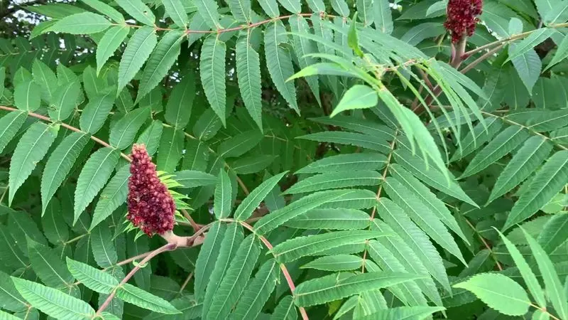 Poison Sumac