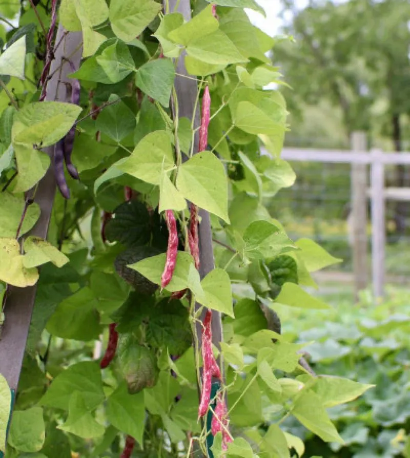 Pole Beans