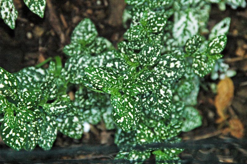 Polka Dot Plant