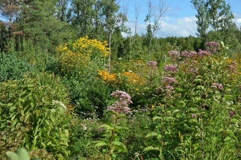 Pollinator-Friendly Habitats