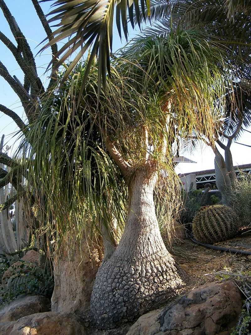 Ponytail Palm