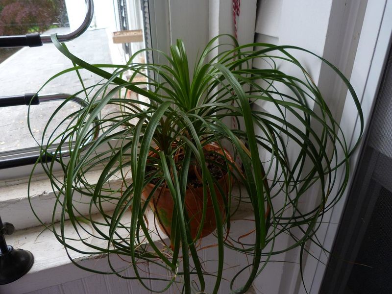 Ponytail Palm