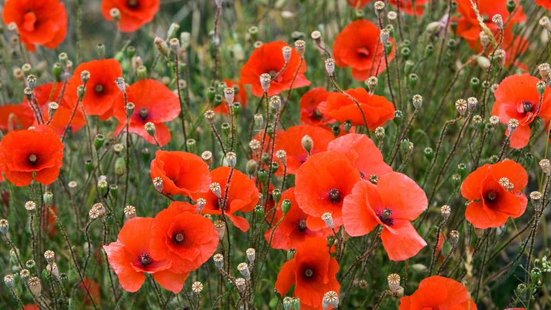 Poppy (Papaver)