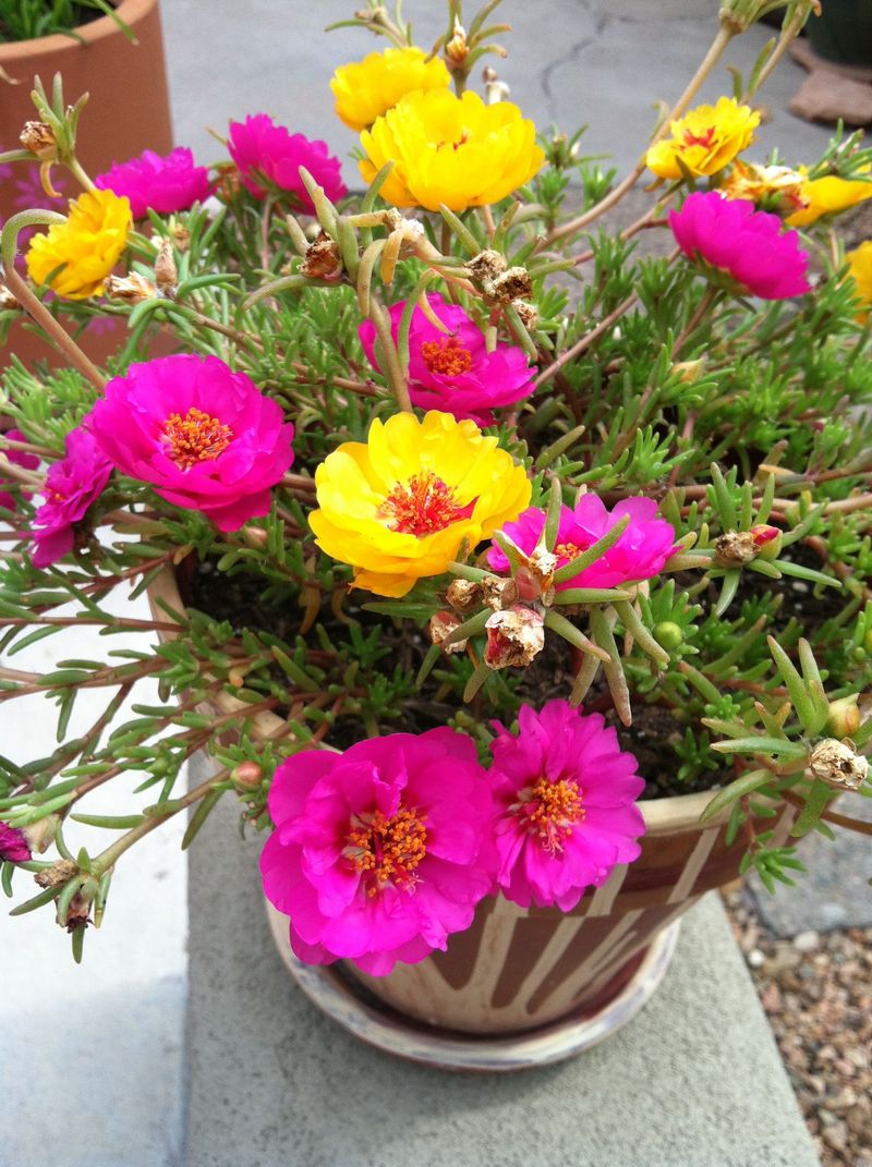 Portulaca Grandiflora