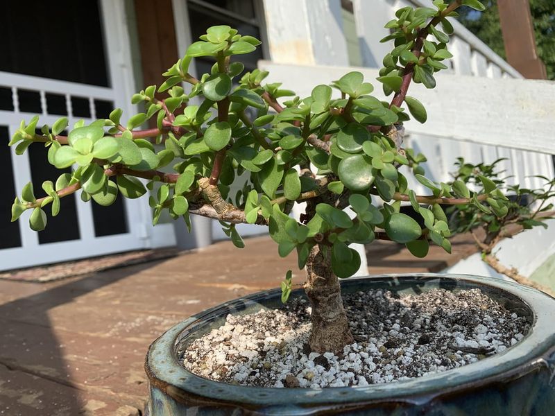 Portulacaria Afra