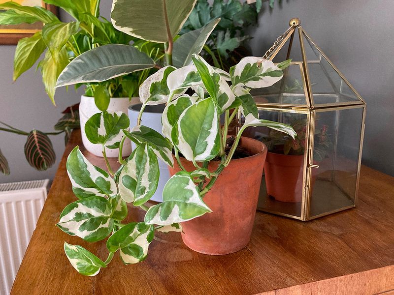 Pothos (Epipremnum aureum)