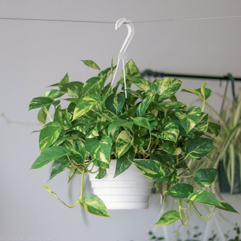 Pothos (Epipremnum aureum)