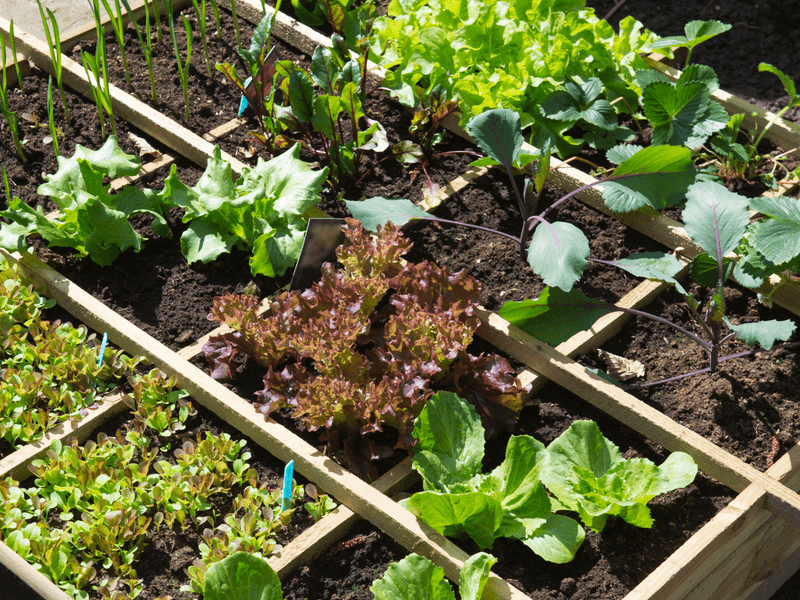 Practice Crop Rotation