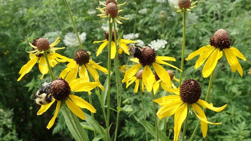 Prairie Coneflower