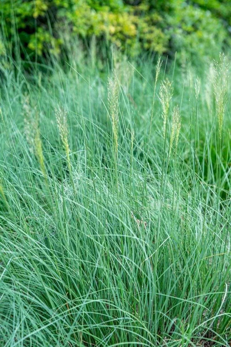 Prairie Dropseed