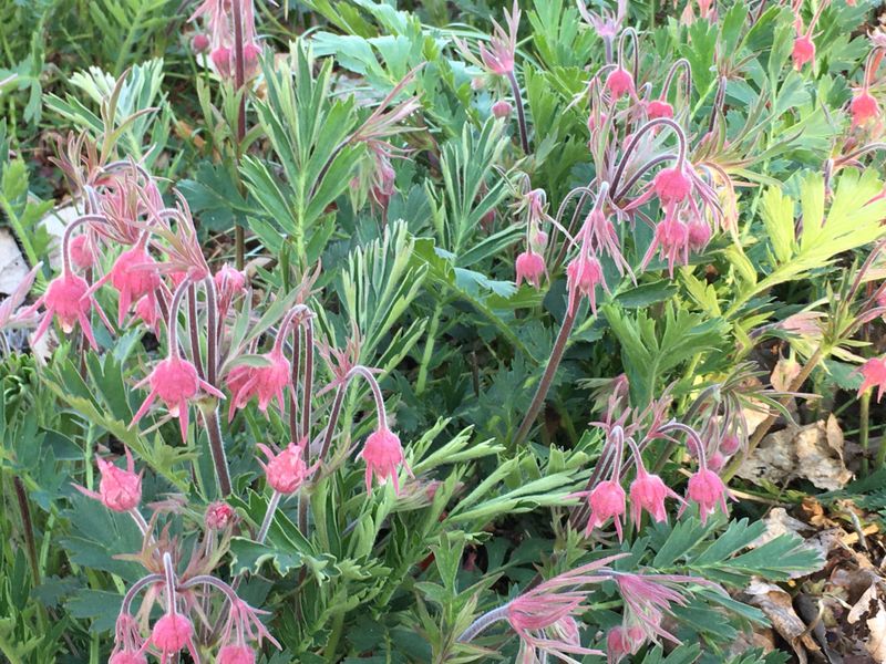 Prairie Smoke