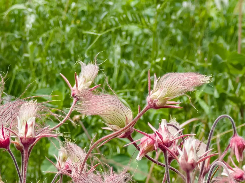 Prairie Smoke