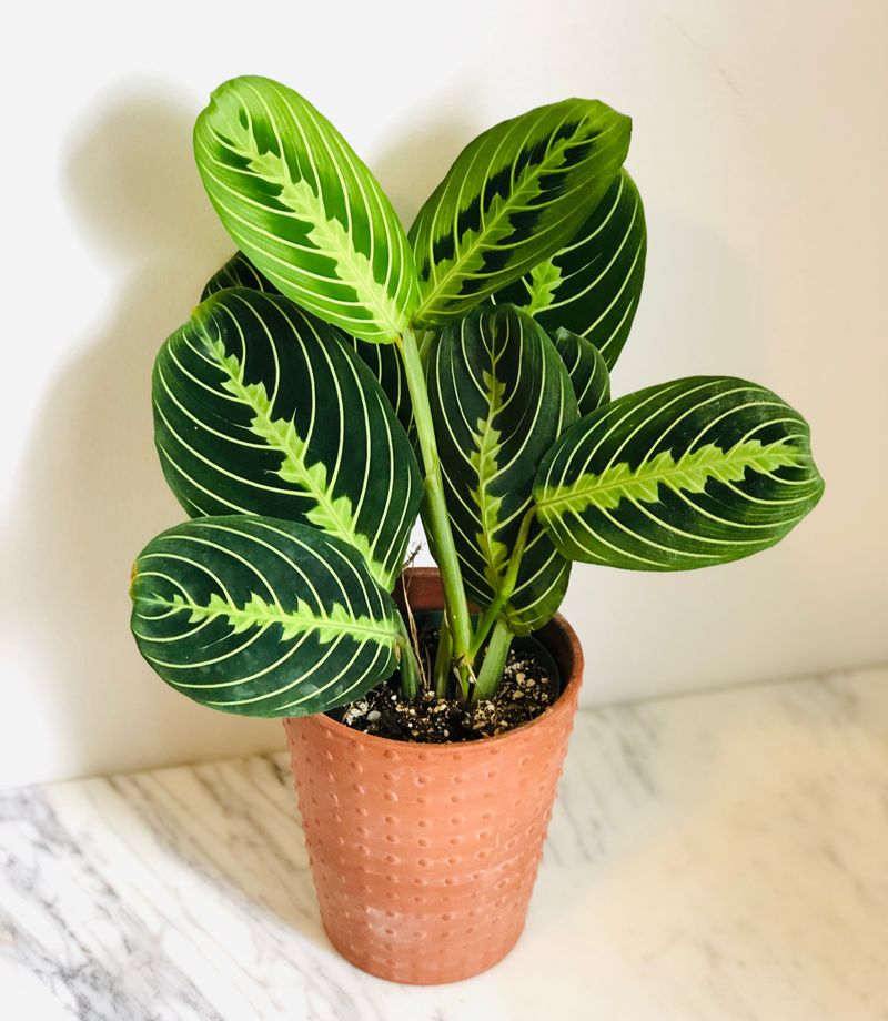 Prayer Plant