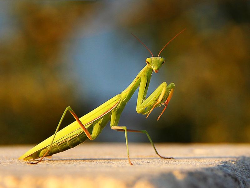 Praying Mantises