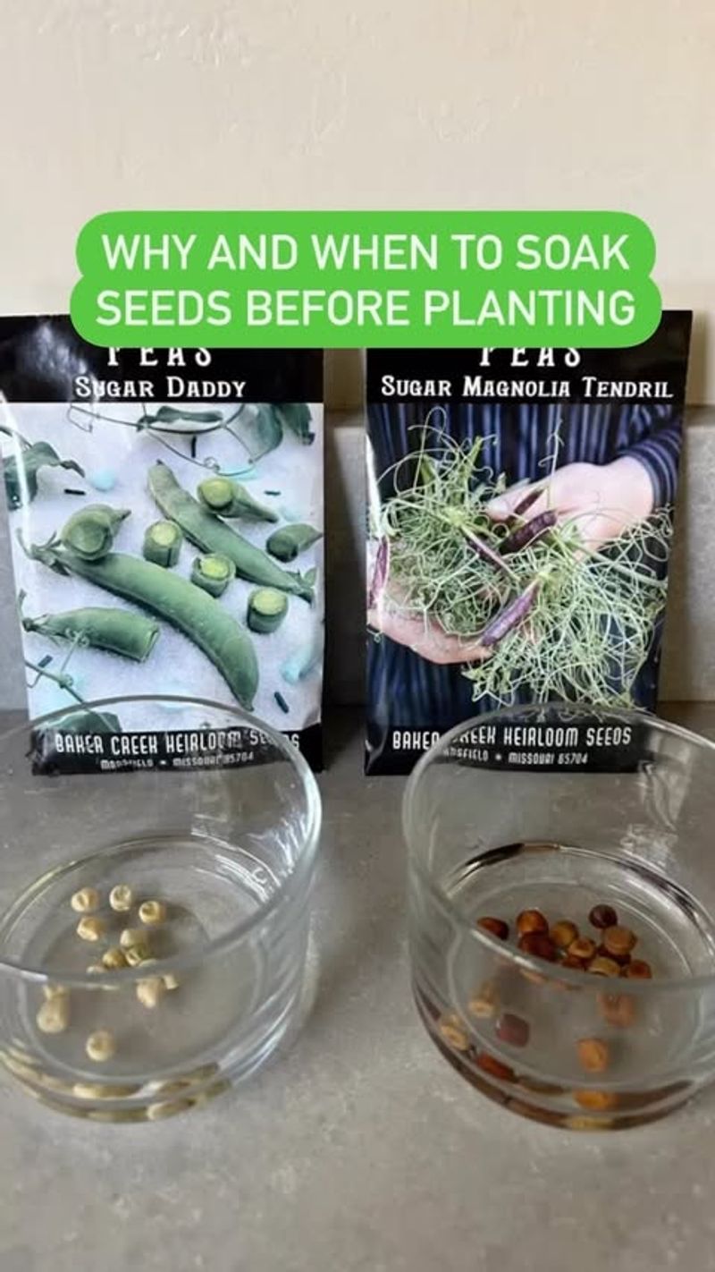 Pre-soaking Seeds