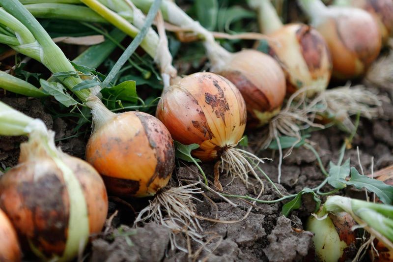 Preparing the Soil