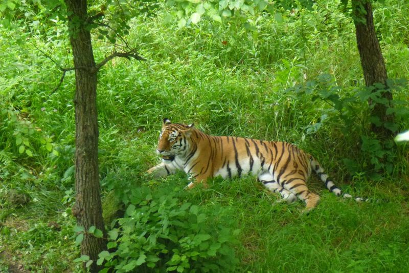 Primorsky Krai Forests, Russia