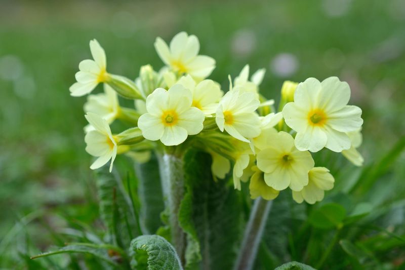 Primrose