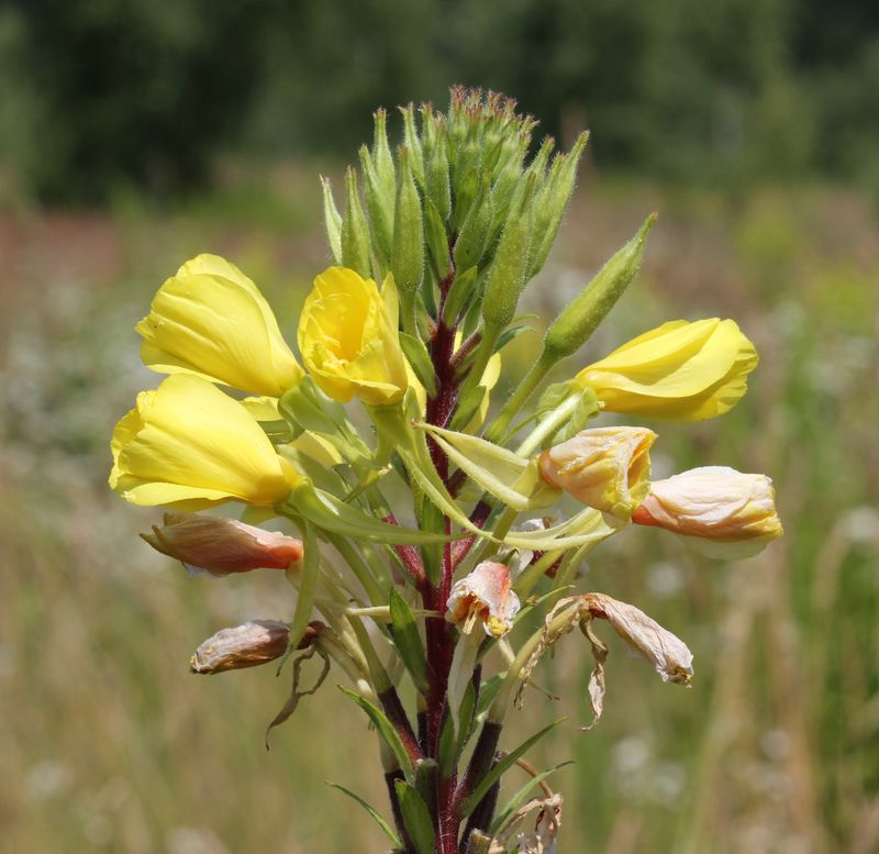 Primrose (Oenothera)