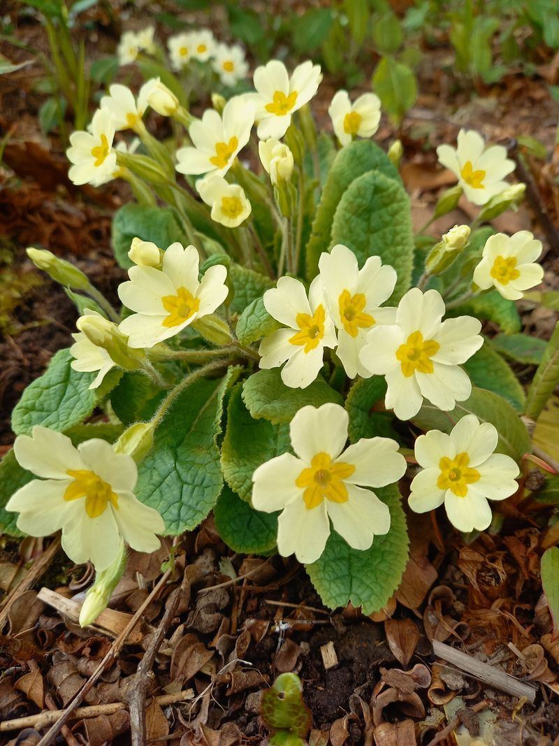 Primrose (Primula)