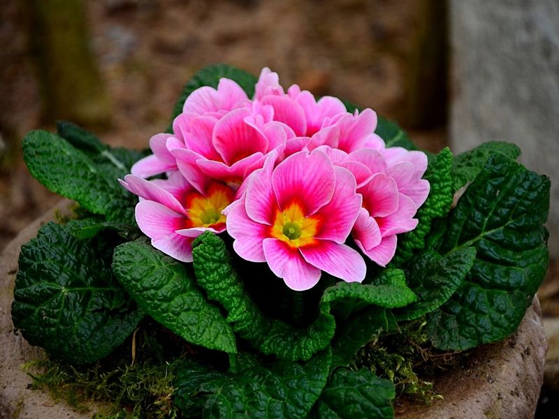 Primroses