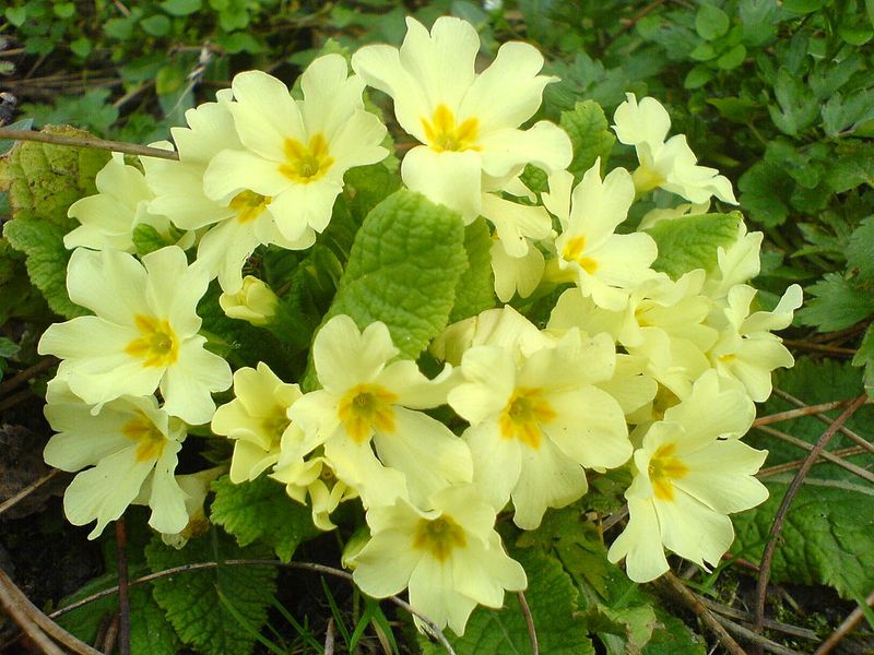 Primula vulgaris (Common Primrose)