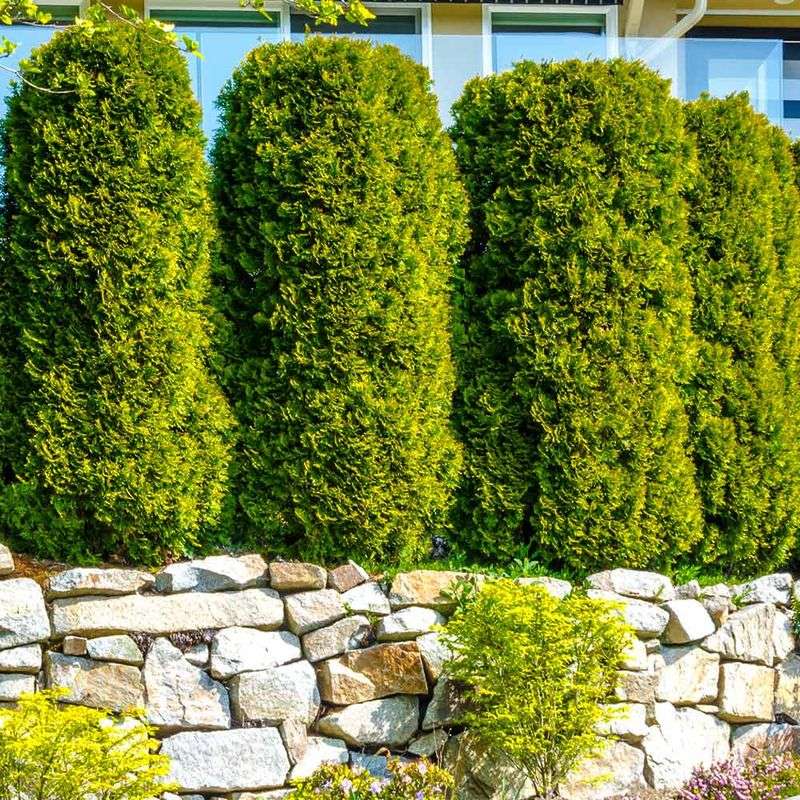 Privacy Hedges