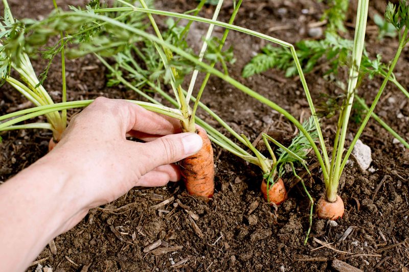 Proper Seed Sowing Techniques