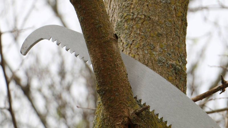 Prune Overhanging Branches