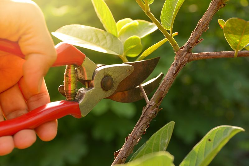 Pruning Dormant Plants