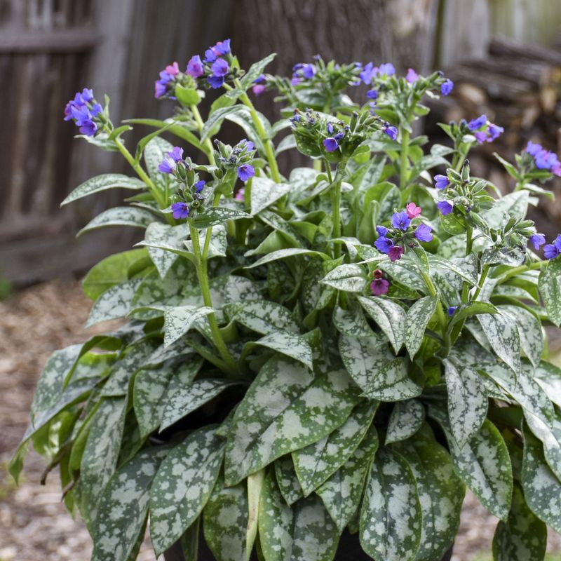 Pulmonaria