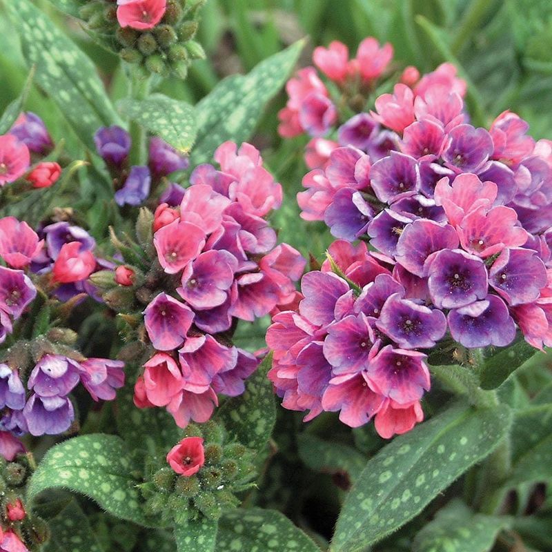 Pulmonaria