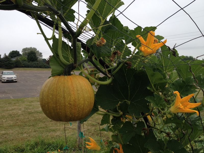 Pumpkins