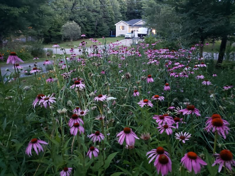 Purple Coneflower