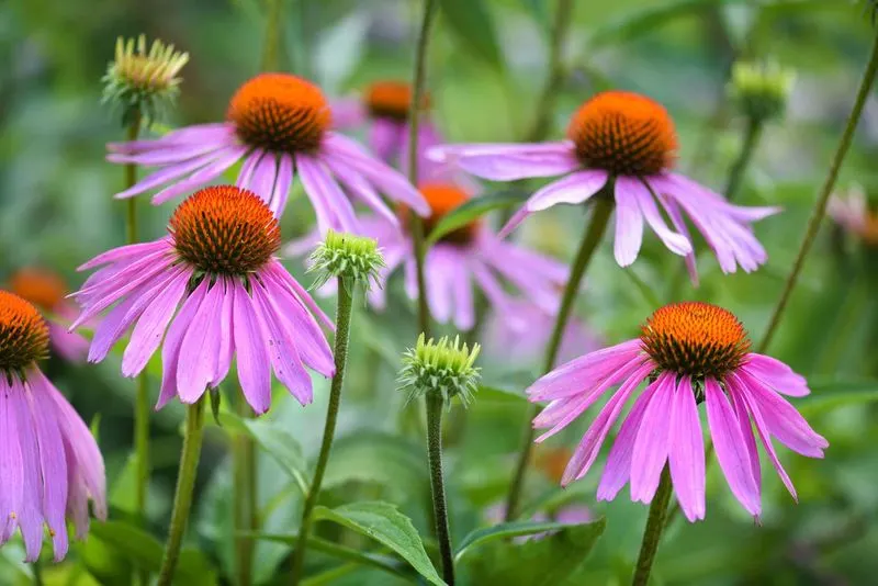 Purple Coneflower