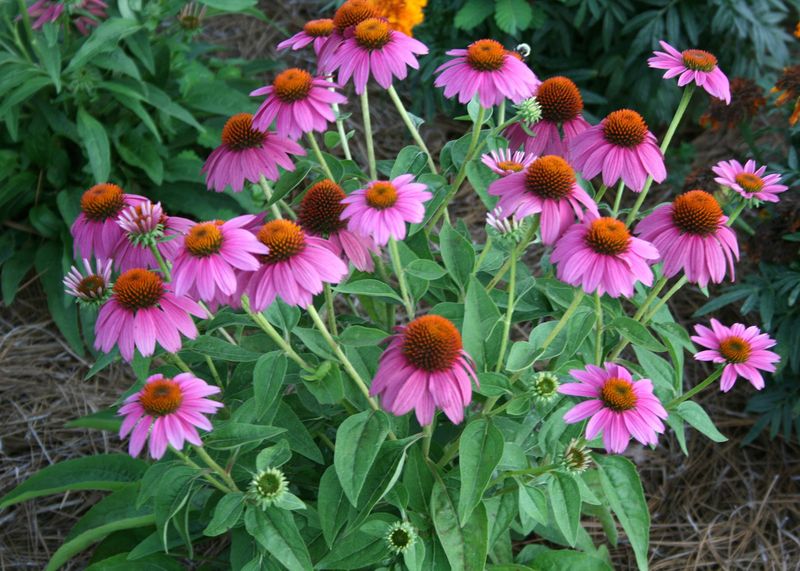 Purple Coneflower