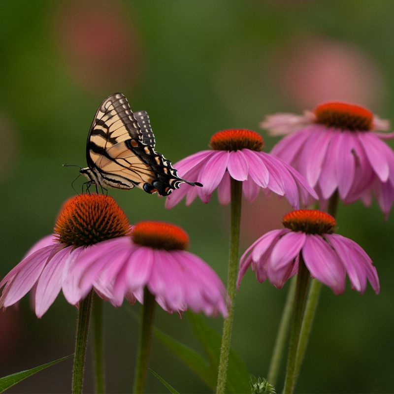 Purple Coneflower