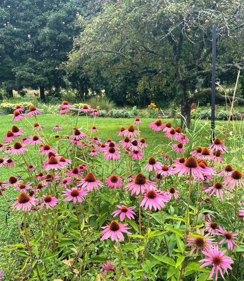 Purple Coneflower