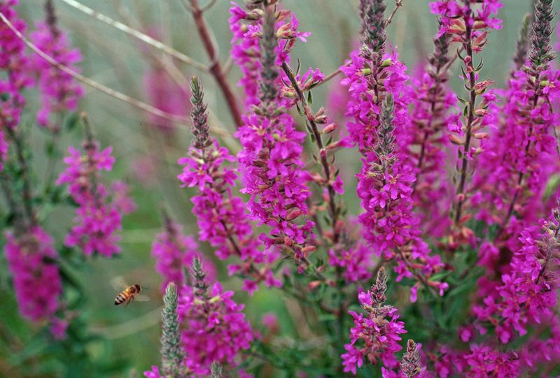 Purple Loosestrife