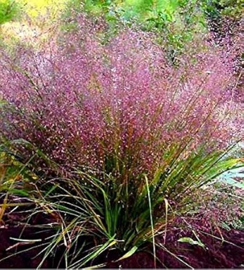 Purple Love Grass