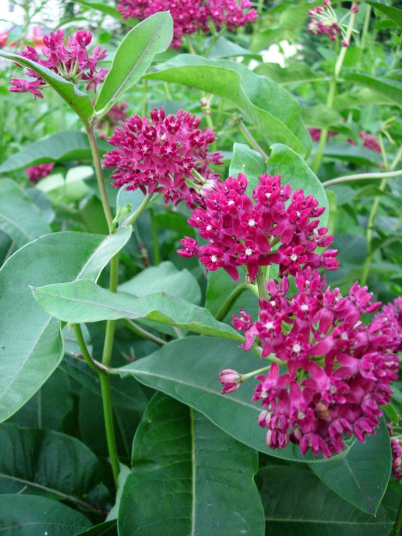 Purple Milkweed Vine