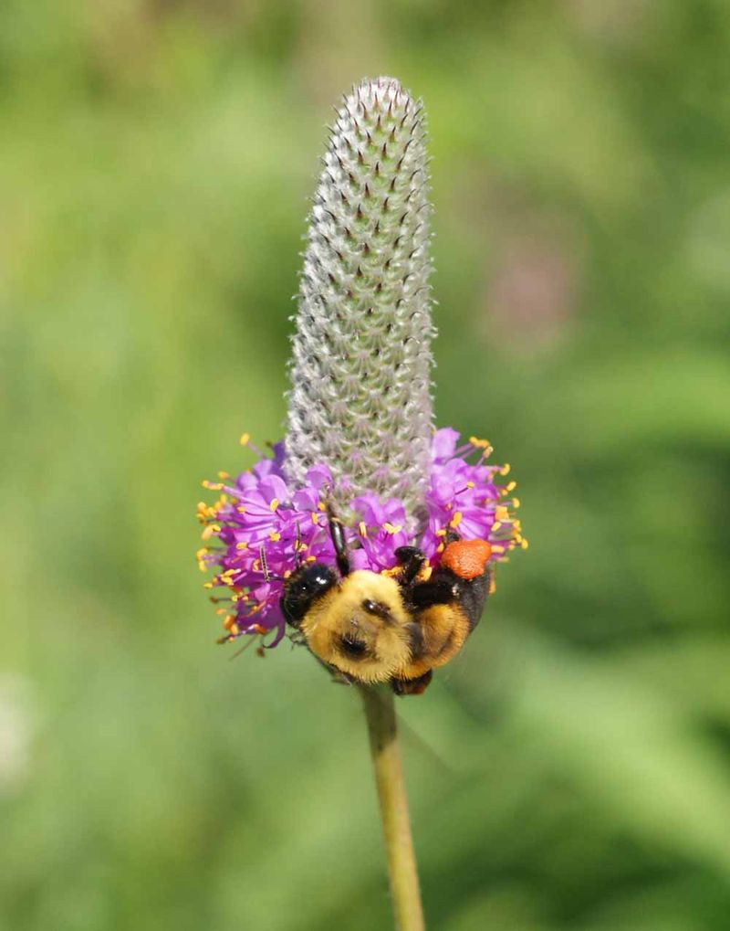 Purple Prairie Clover