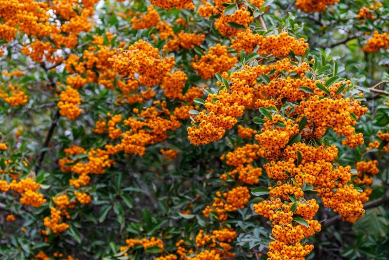 Pyracantha