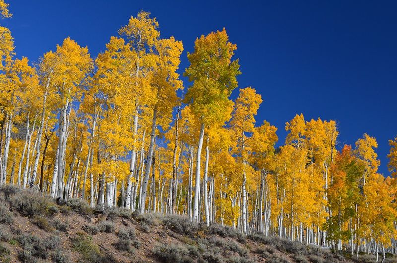 Quaking Aspen