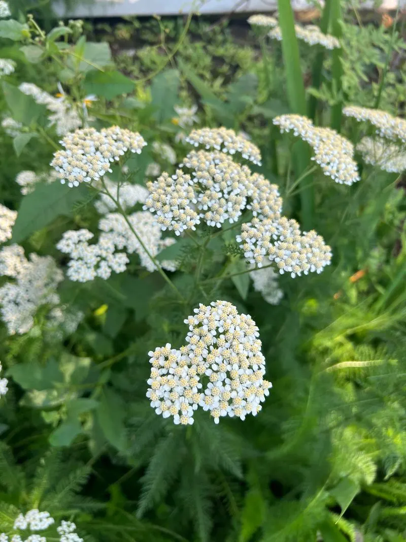 Queen Anne's Lace