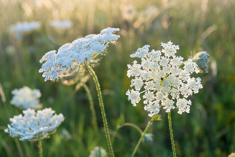 Queen Anne's Lace