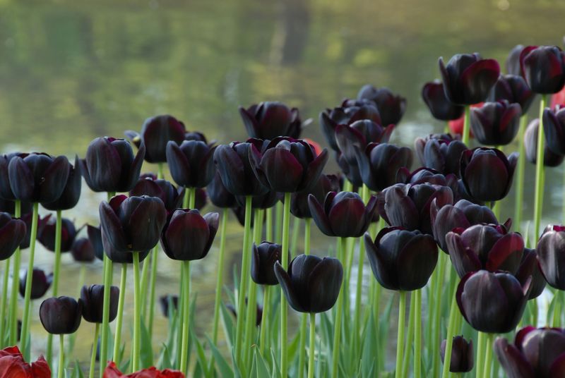 Queen of the Night Tulip